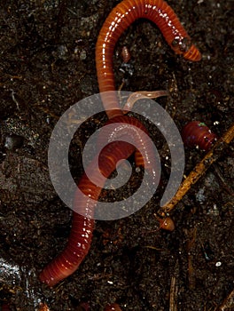 Earthworms crawling in compost