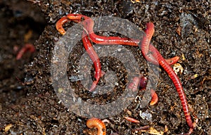 Earthworms crawling in compost