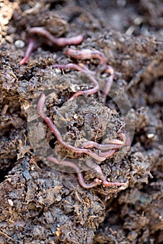 Earthworms Crawling on Compost