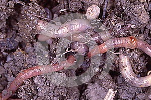 Earthworms in the damp earth