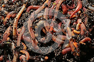 Earthworms