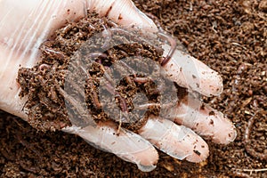 Earthworms in hand for removing vermicompost