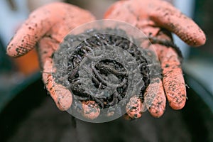 Earthworms in hands