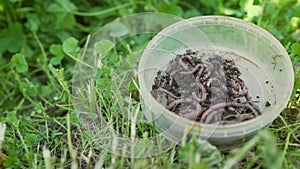 Earthworms in a jar. Red worms in a box in the manure, against a background of green grass. Fishing worms, top view. Box with