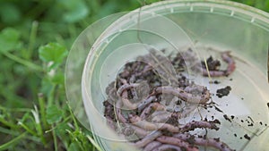 Earthworms in a jar. Red worms in a box in the manure, against a background of green grass. Fishing worms, top view. Box with