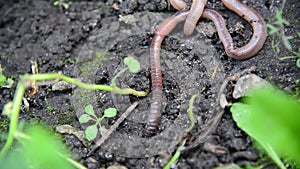 The earthworms lie on ground