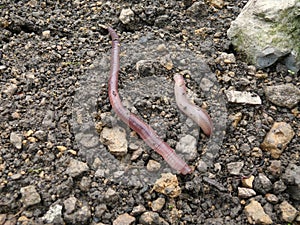 Earthworms