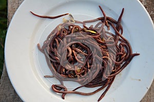 Earthworms for organic farming and agriculture, dew worms