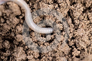 Earthworms on soil. macro