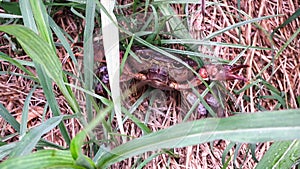 Earthy crab hiding from enemies on grass