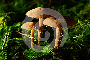 The Earthy Powdercap (Cystoderma amianthinum) is an edible mushroom.