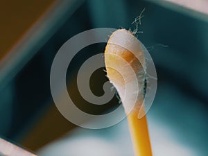 Earwax on a cotton swab, macro photo. Earwax, also known by the medical term cerumen, is a brown, orange, red, yellowish or gray