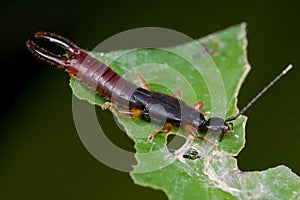 Earwig