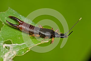 Earwig