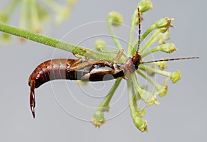 Earwig