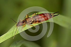 Earwig.