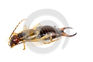 Earwig