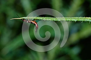 An Earwig Clinging On To A Thistle