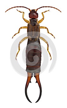 Earwig close up (Forficula)