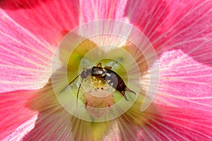 A Earwig     Dermaptera    in pink flower