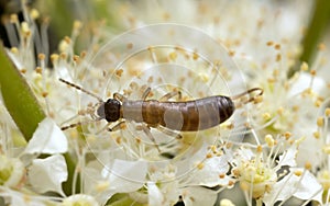 Earwig feeding on flower