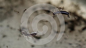 Earwig insect floating on swamp water macro