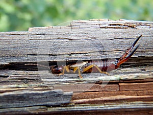 Earwig inside wood bark ,closeup detail