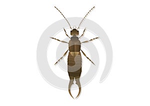 Earwig Vector Art isolated on white background