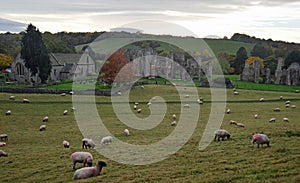 Easby Abbey near Richmond Yorkshire