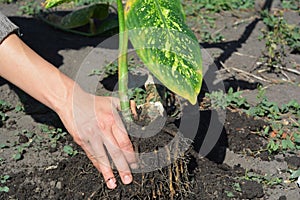 The easiest way to propagate your dieffenbachia is by rooting cuttings, either tip cuttings or stem cuttings