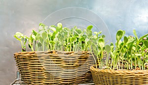 Easily grow indoor sunflower sprouts in rattan textile