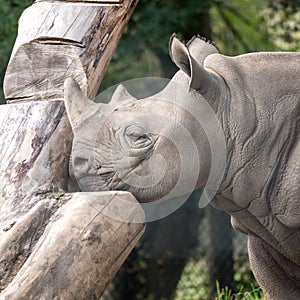 East African black rhino in profile. Photographed at Port Lympne Safari Park near Ashford Kent UK.