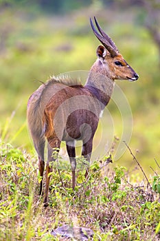 East african bushbuck standing in the bush photo