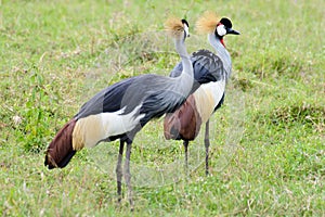 East African Crowned Crane