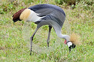 East African Crowned Crane