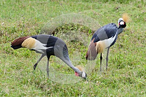 East African Crowned Crane