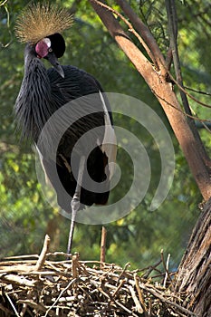 East african crowned crane