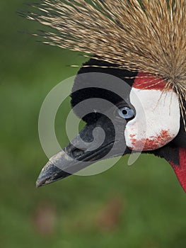 East African Crowned Crane