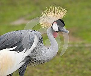 East African Crowned Crane