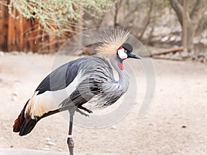 East African Crowned Crane