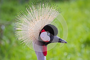 East african crowned crane