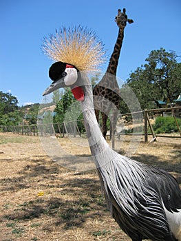 East African Crowned Crane