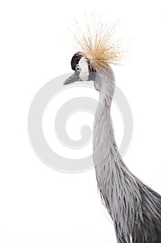 East African Crowned Crane