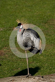 East African Crowned Crane