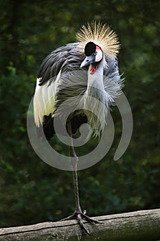 East African crowned crane Balearica regulorum gibbericeps