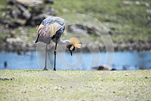 east African crowned crane,bird plumage,colorful,feathers,wildlife