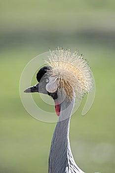 east African crowned crane,bird plumage,colorful,feathers,wildlife