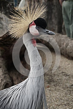 East African Crowned Crane, Bird with spiky hair