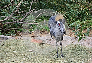 East African Crowned Crane