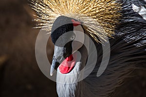 East African Crowned Crane